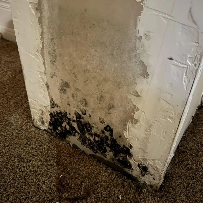 Professional Mold Removal in City View, SC